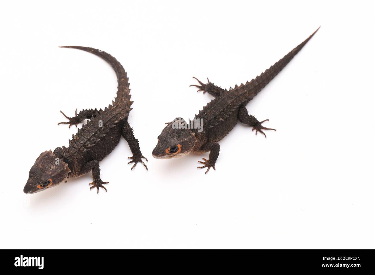 Tribolonotus gracilis, crocodile à yeux rouges, lizard isolé sur fond blanc Banque D'Images