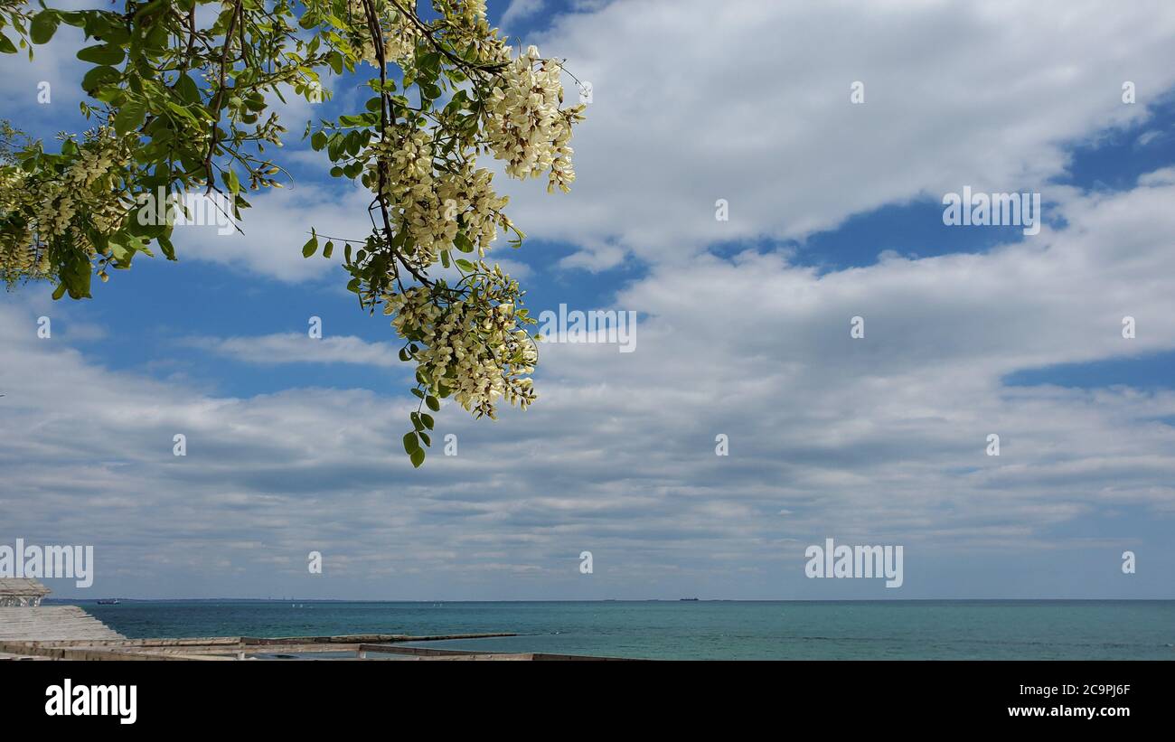 Branche d'acacia en fleurs avec des fleurs blanches et des feuilles vertes sur fond bleu ciel avec des nuages blancs sur la surface calme de l'eau de mer. Chapeau d'assaisonnement tranquille Banque D'Images