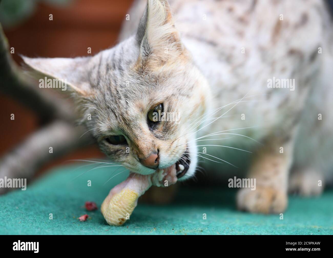 Fernwald Allemagne 10 Juillet Le Chat De F1 De Savannah Nala De L Eleveur Sabine Haus Et Angelo Kamm Se Mordent Dans Une Jambe De Poulet Dans L Enceinte Le Couple A Ete