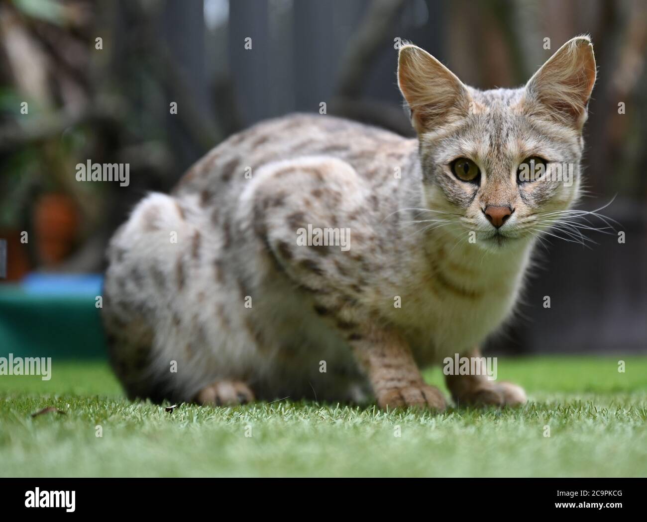 Fernwald Allemagne 10 Juillet Savannah F1 Chat Nala De L Eleveur Sabine Haus Et Angelo Kamm Regarde Autour De L Enceinte Le Couple A Ete L Elevage De Chats De Savannah Pendant Huit Ans Fernwald Allemagne 10 Juillet Savannah F1 Chat Nala De L Eleveur Sabine Haus Et Angelo Kamm Regarde Autour De L Enceinte Le Couple A Ete L Elevage De Chats De Savannah Pendant Huit Ans