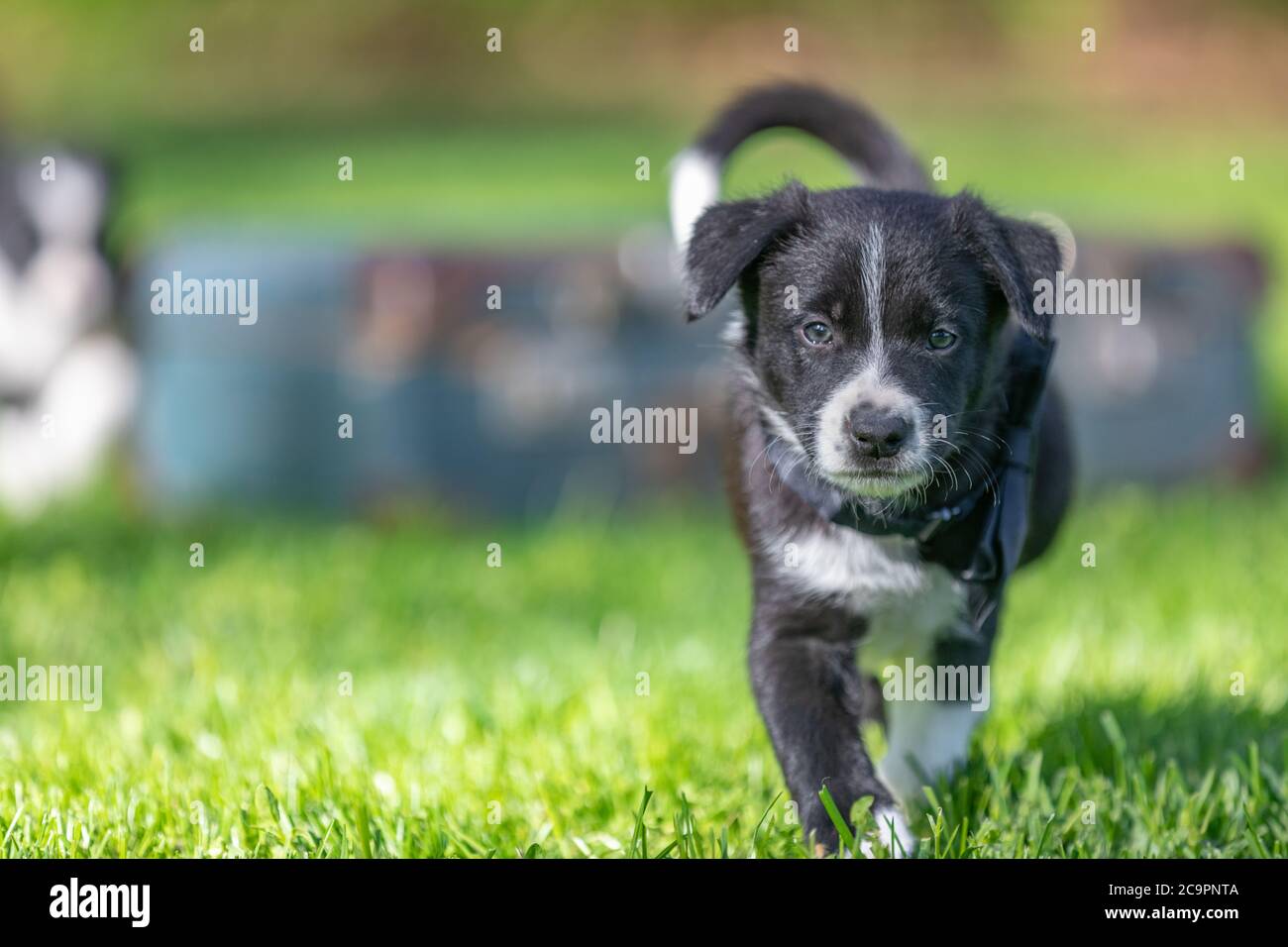 Border Collie chiot dans la nature. Portrait adorable d'un chiot collie en pleine santé et heureux, à bordure noire et blanche Banque D'Images