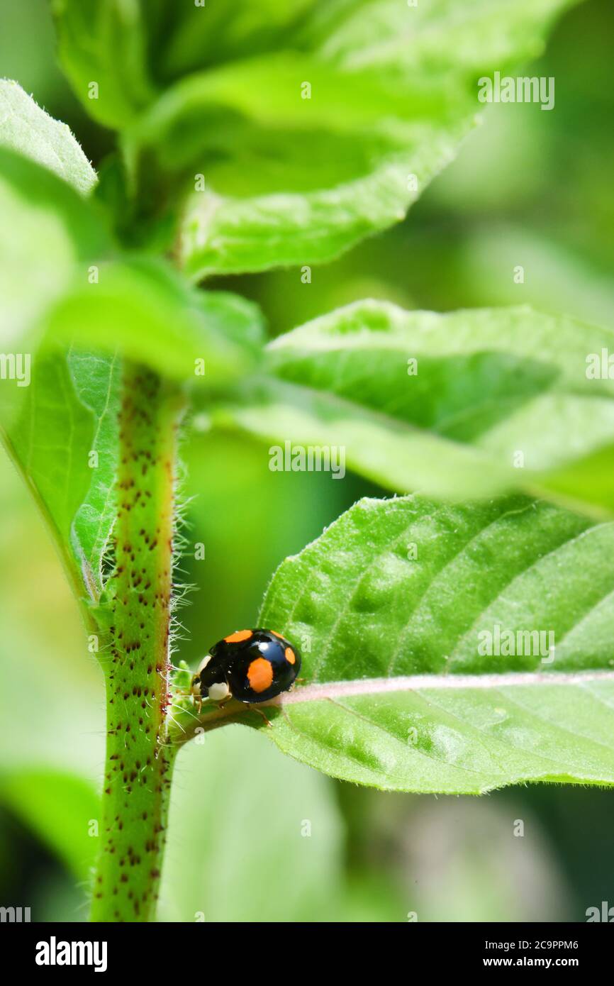 Macro d'un coccinellidae asiatique, aussi connu sous le nom de coccinelle de couleur « multi » ou de coccinelle d'Arlequin, dans le jardin sur une feuille. Haut RE Banque D'Images