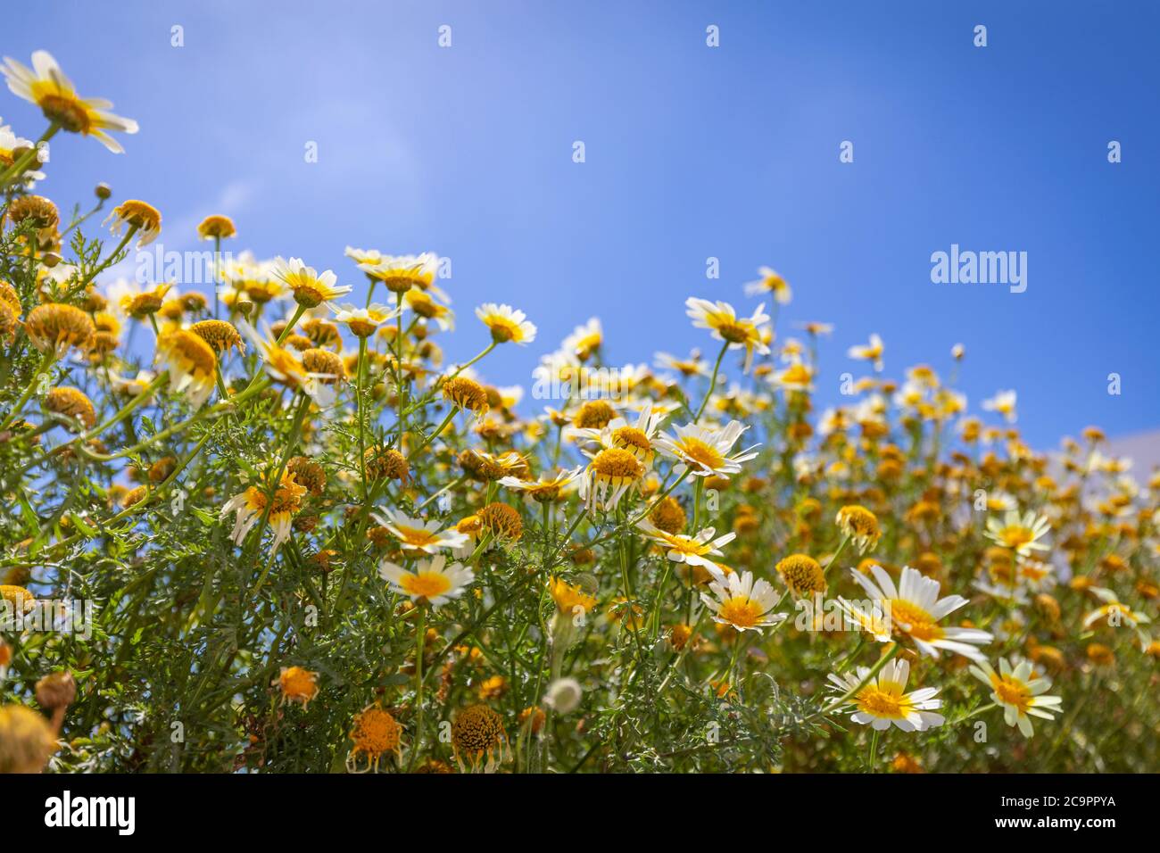 Champ de pâquerettes, ciel bleu et soleil. Belle prairie fleurs camomille, pois sauvages bleus le matin contre ciel bleu avec des nuages, paysage de la nature Banque D'Images