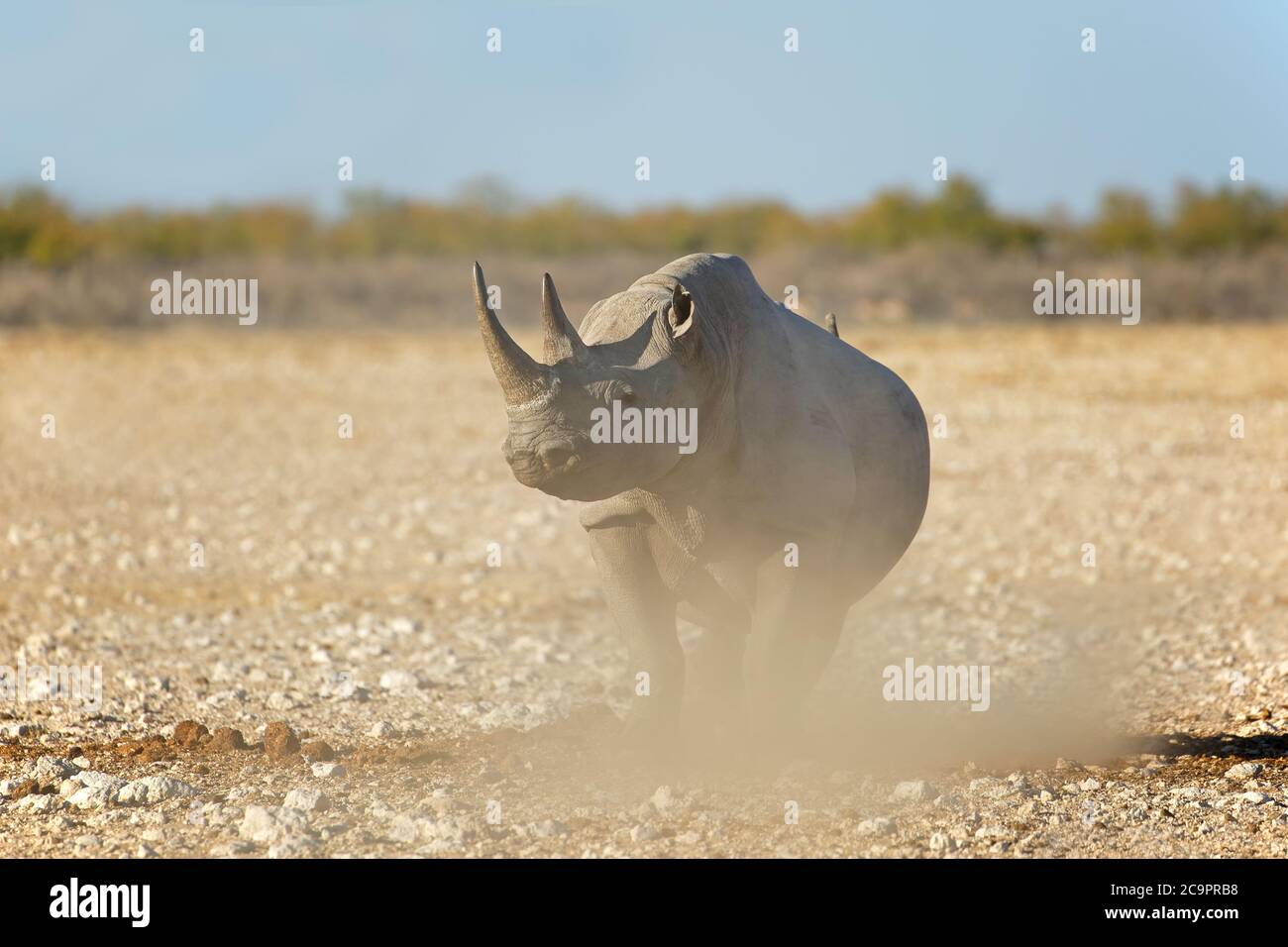 Un rhinocéros noir (Diceros bicornis) dans le paysage aride de l'Etosha National Park, Namibie Banque D'Images
