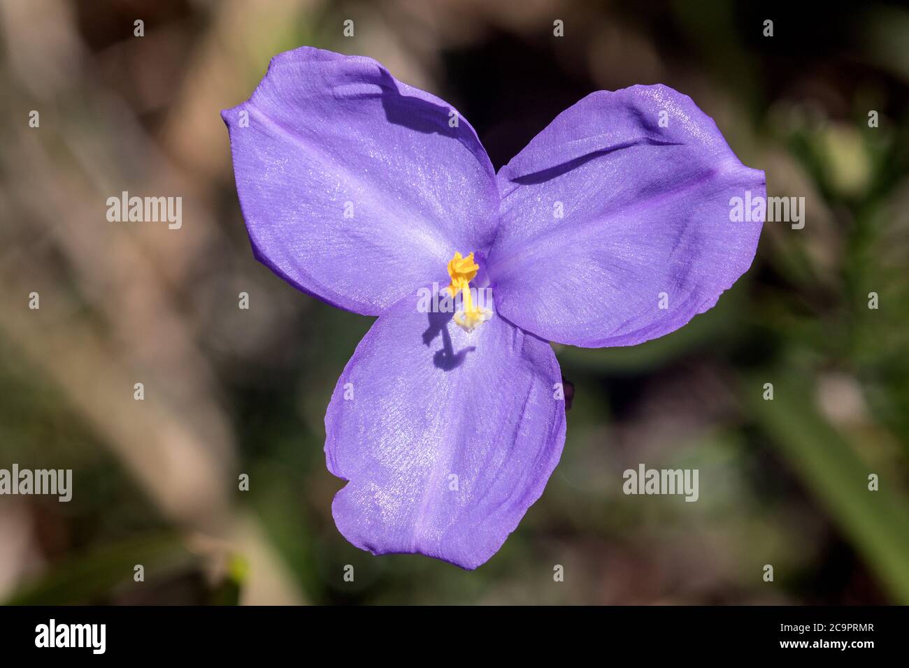 Drapeau violet soyeux en fleur Banque D'Images