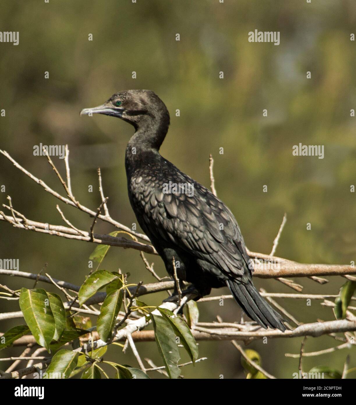 Grand cormoran australien sur une branche dans un parc urbain du Queensland Banque D'Images