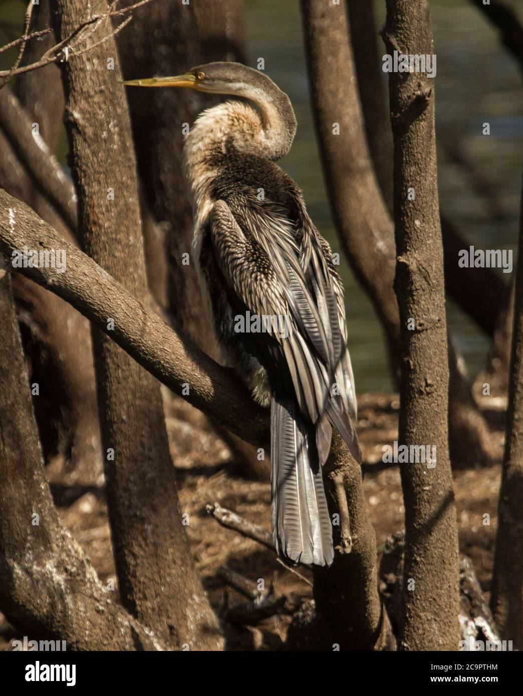 Le dard à col serpent, Anhinga novaehollandiae, perché sur une branche d'arbre en Australie Banque D'Images