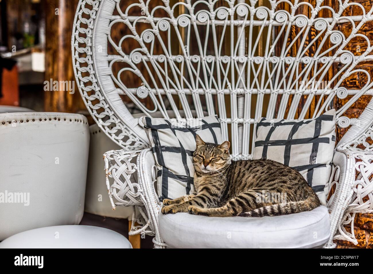 Chat Sur Chaise Symbole De Confort Chat Paresseux Dans Un Fauteuil Un Chat Tabby Gris Tres Fatigue Dorment Confortablement Dans La Chaise Du Trone Photo Stock Alamy Chat Sur Chaise Symbole De Confort Chat Paresseux Dans Un Fauteuil Un Chat Tabby Gris Tres Fatigue Dorment Confortablement Dans La Chaise Du Trone Photo Stock Alamy