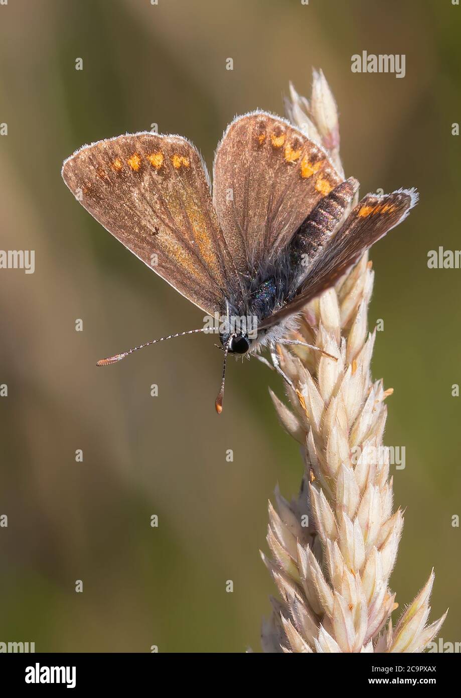 Un beau papillon brun Argus reposant o une tête de graines d'herbe. Banque D'Images