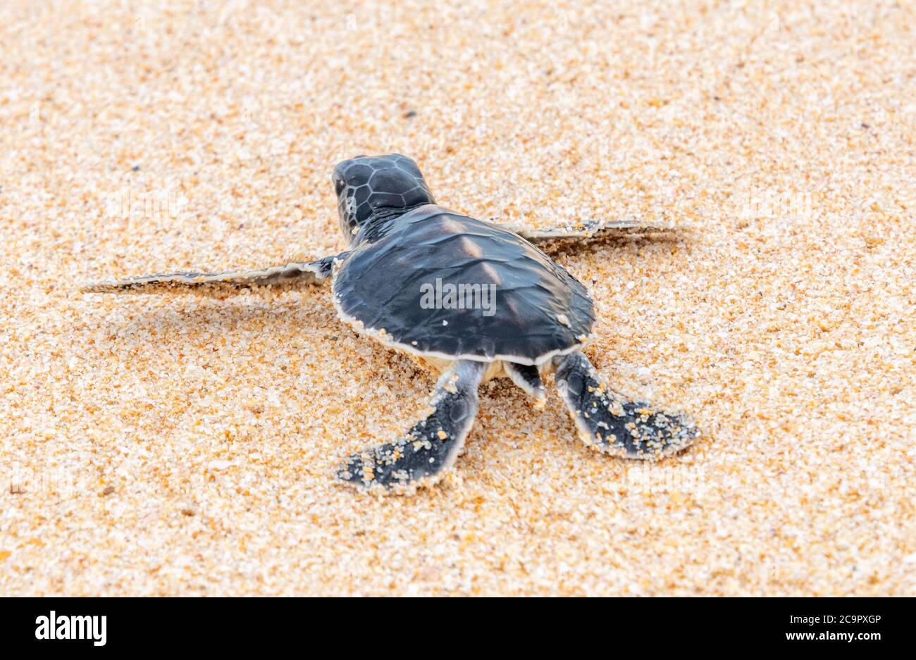 Tortue de mer verte nouvellement abattée près de Koggala dans le sud du Sri Lanka Banque D'Images