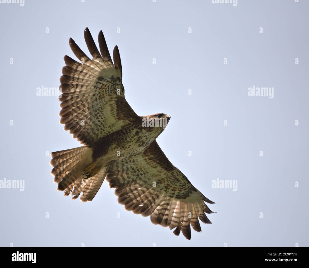 Buzzard commun , Buteo buteo en vol Banque D'Images