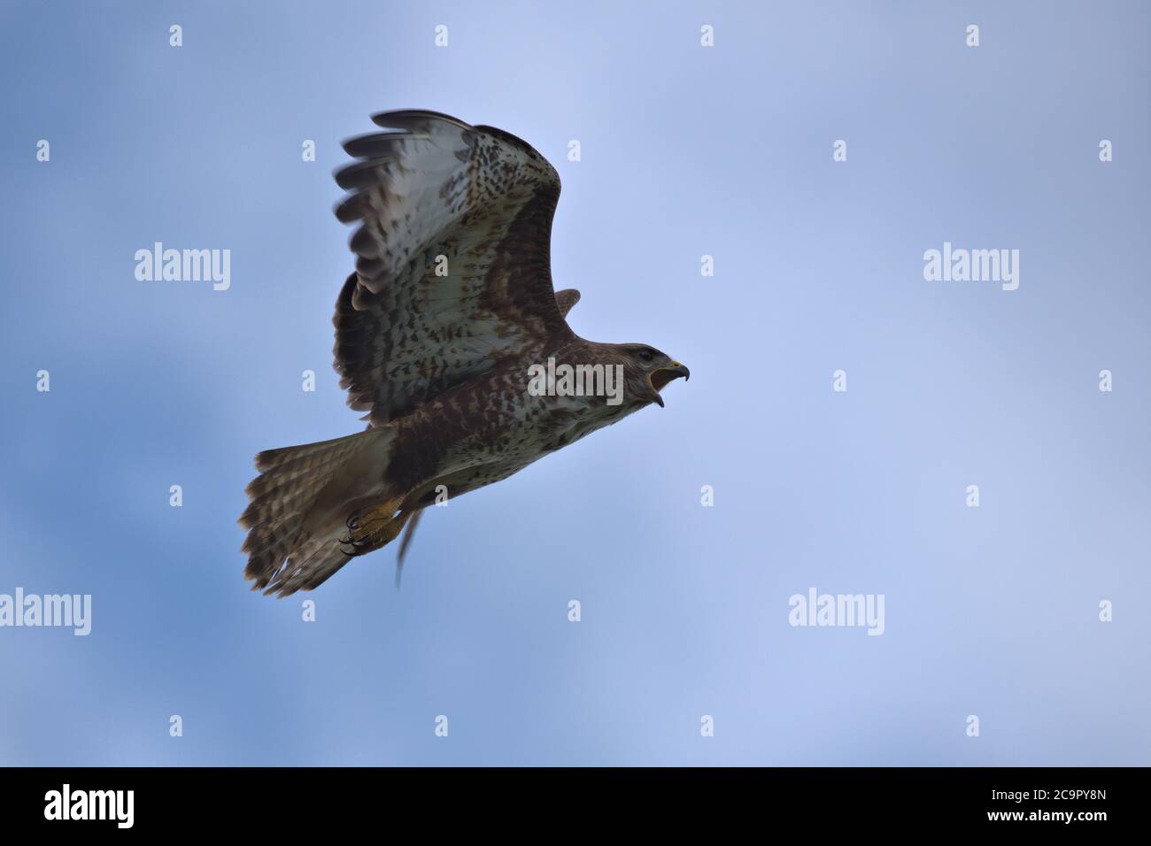 Buzzard commun , Buteo buteo en vol Banque D'Images