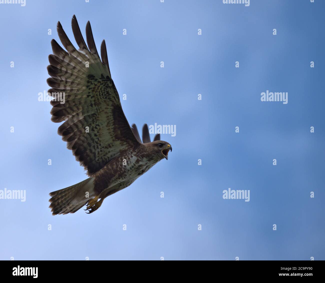 Buzzard commun , Buteo buteo en vol Banque D'Images