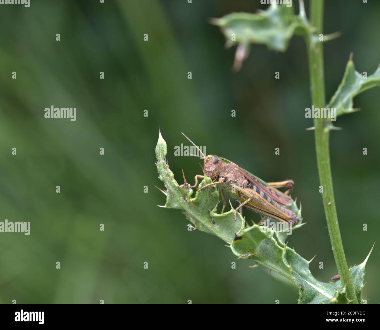 Sauterelle verte commune , Omocestus viridulus Banque D'Images