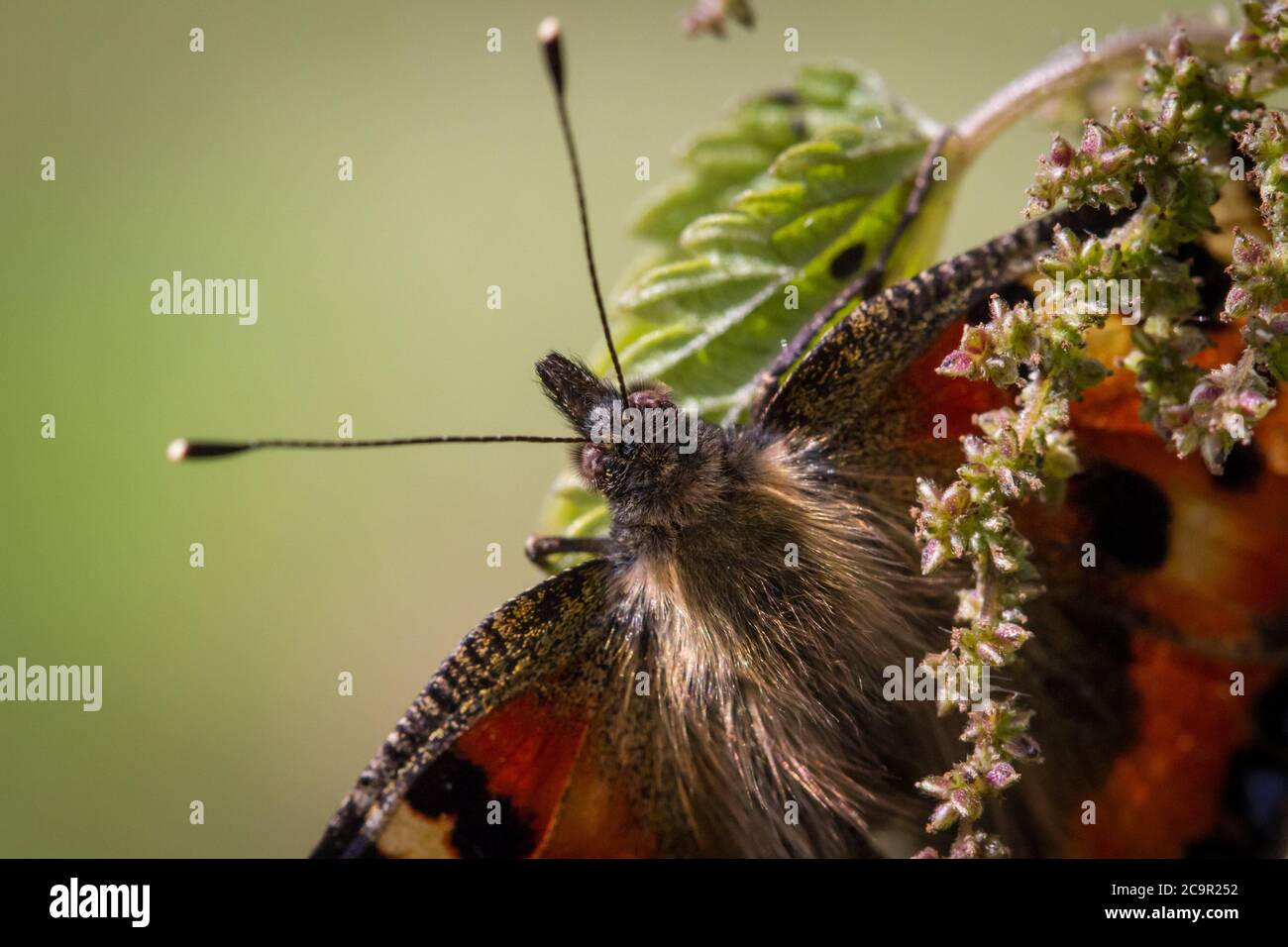 Petit papillon écaille (Aglais urticae) Banque D'Images