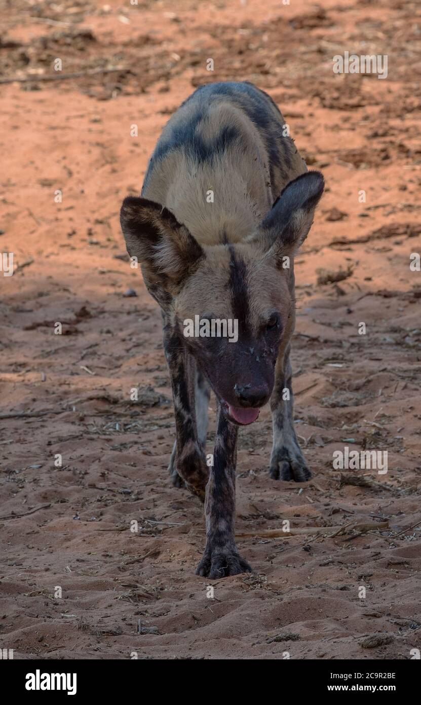 Chien sauvage africain (Lycaon pictus) dans le parc national de chobe, Botswana Banque D'Images