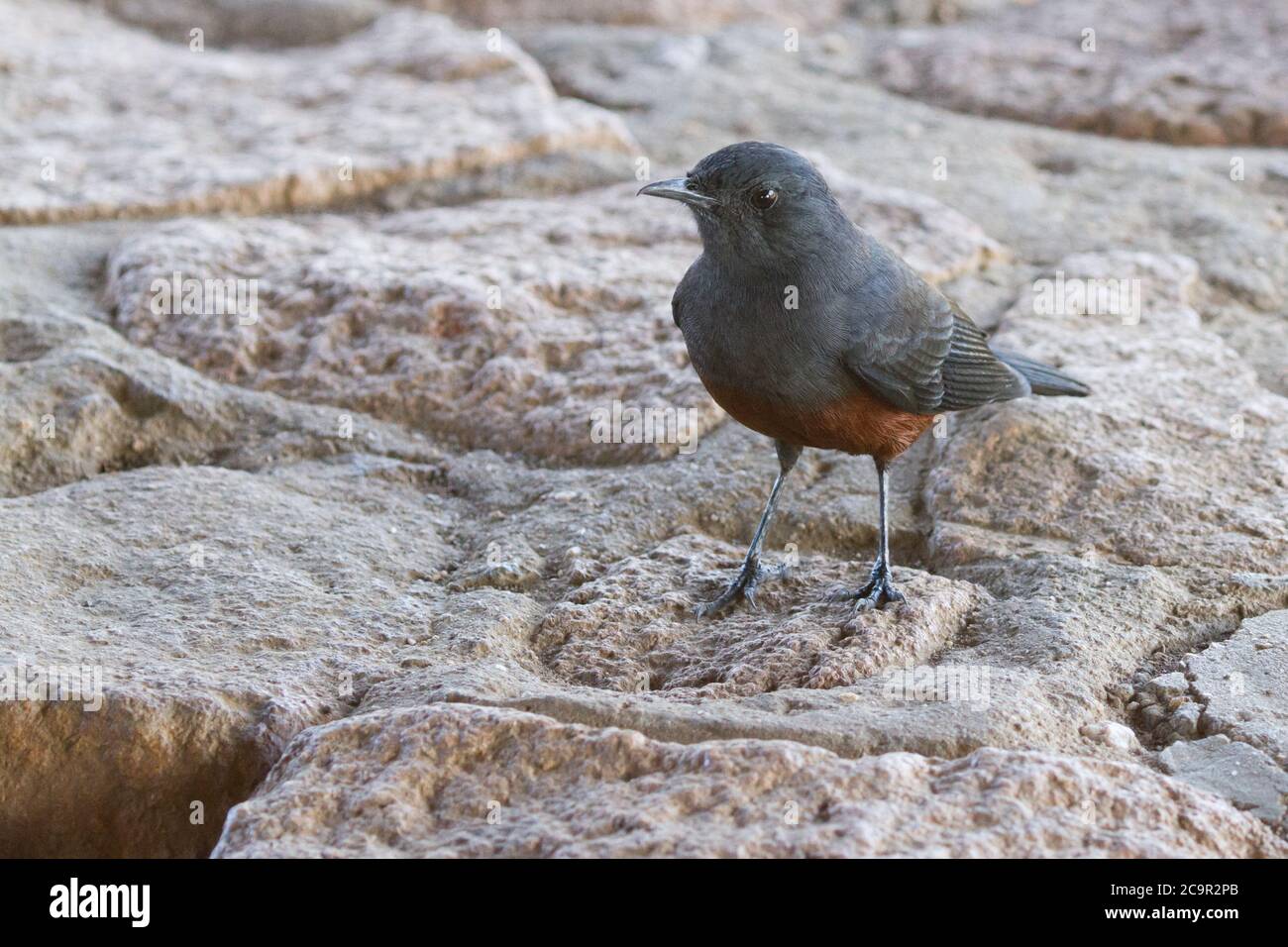 Femme mocking Cliff Chat (Thamnolaea cinnamomoiventris) perchée sur un rocher dans le parc national Kruger, Afrique du Sud Banque D'Images