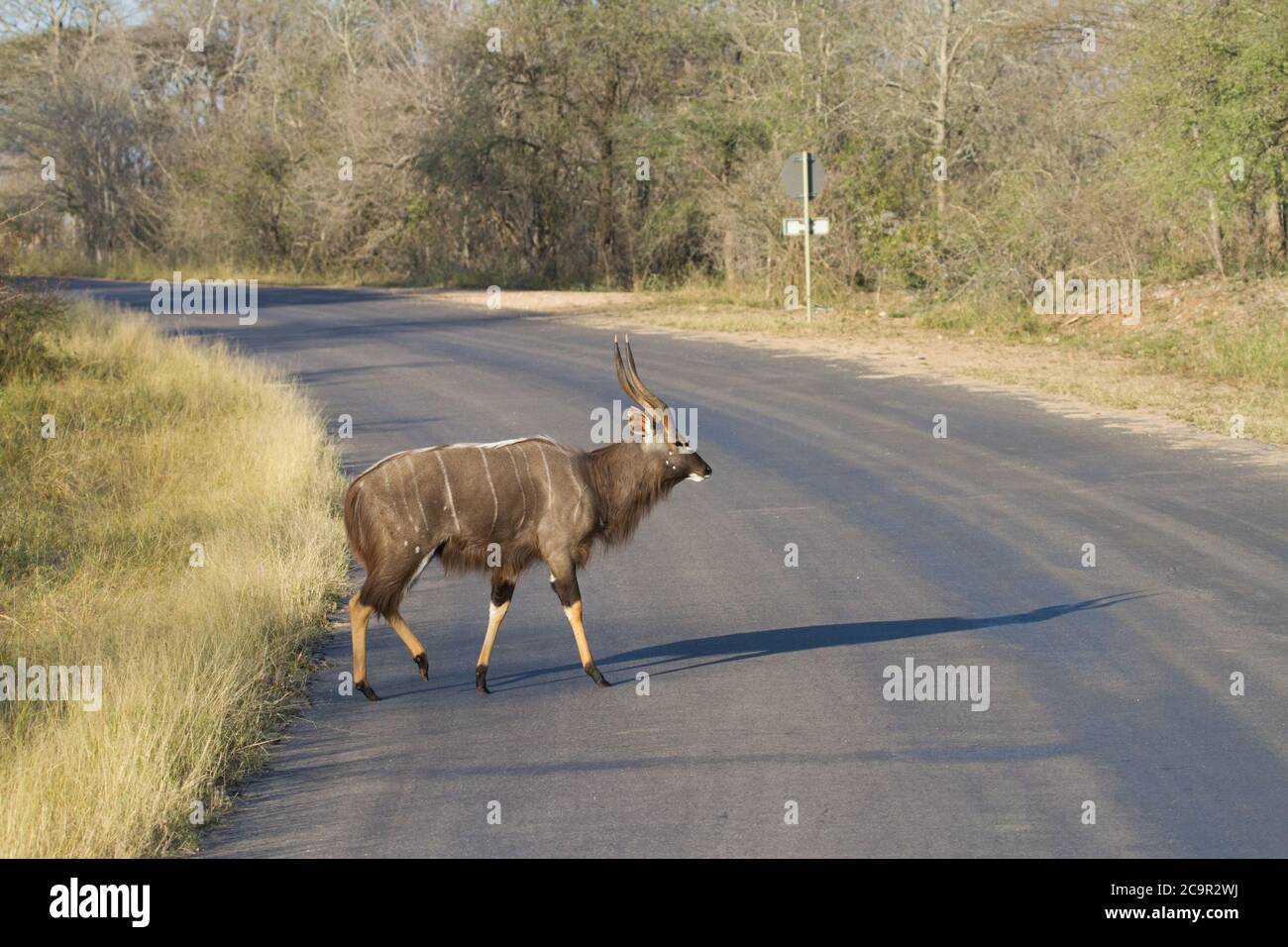 Magnifique nyala mâle traversant la route dans le parc national Kruger, Afrique du Sud Banque D'Images