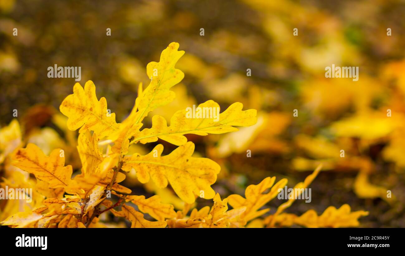 Feuilles De Chêne - Photo gratuite sur