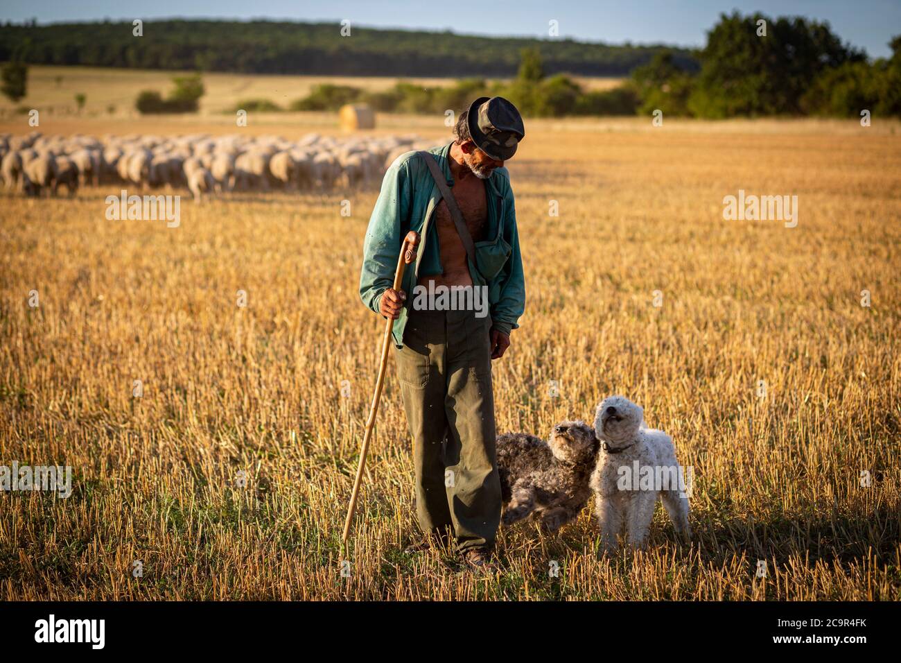 Portrait d'un berger hongrois de la campagne avec ses deux chiens de berger pumi Banque D'Images