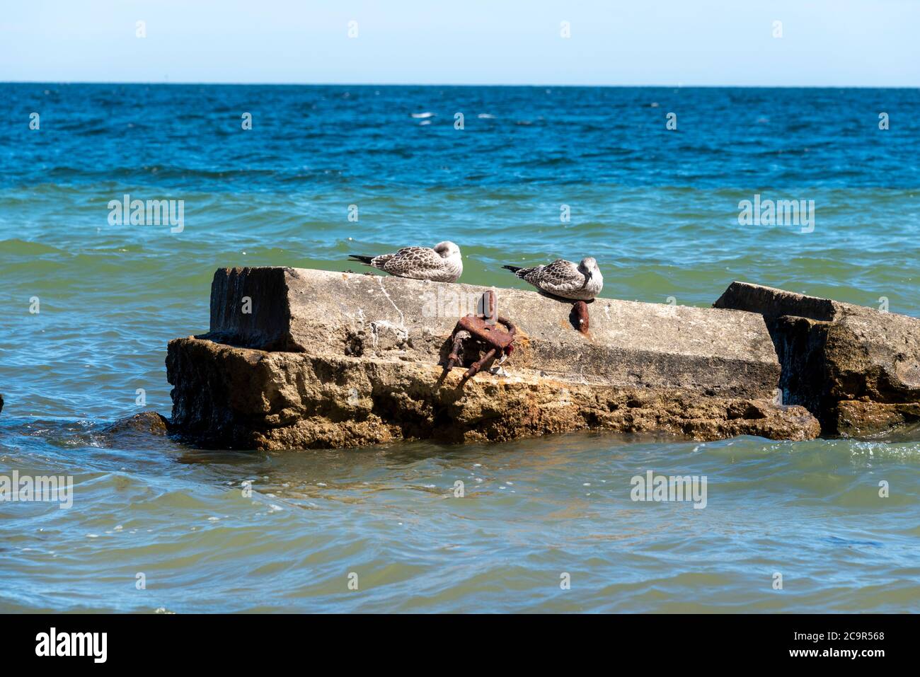 Möwen schlafen auf einem Bunker Banque D'Images