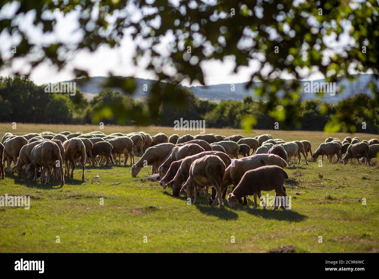 Les moutons se broutent dans les campagnes de Hongrie Banque D'Images