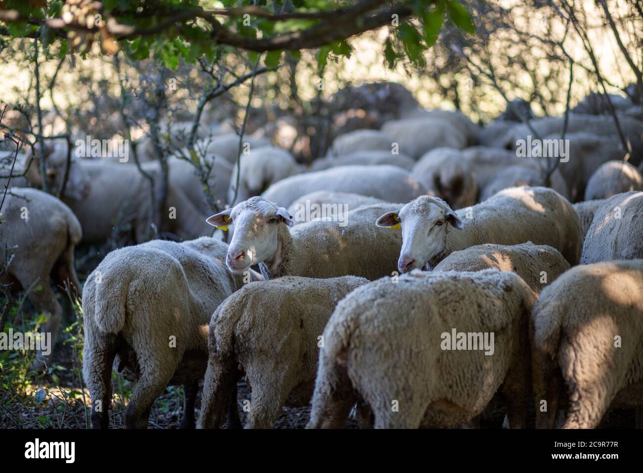 Moutons et chèvres comme bétail dans la Hongrie rurale Banque D'Images