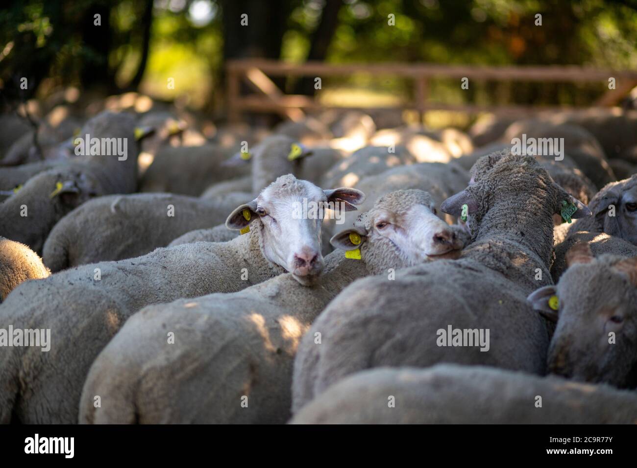 Moutons et chèvres comme bétail dans la Hongrie rurale Banque D'Images