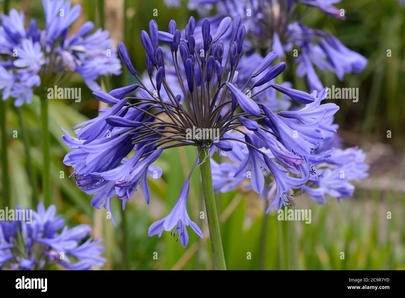 Agapanthus Kingston Blue Kingston Blue Lily africaine du Fleurs du Nil Banque D'Images