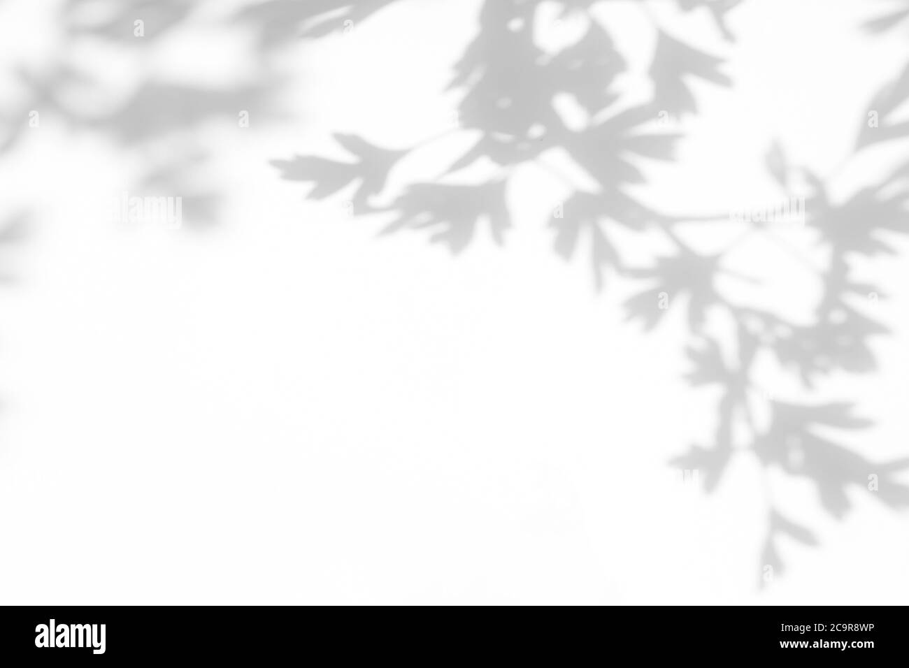 ombre grise de feuilles d'aubépine sur un mur blanc Banque D'Images