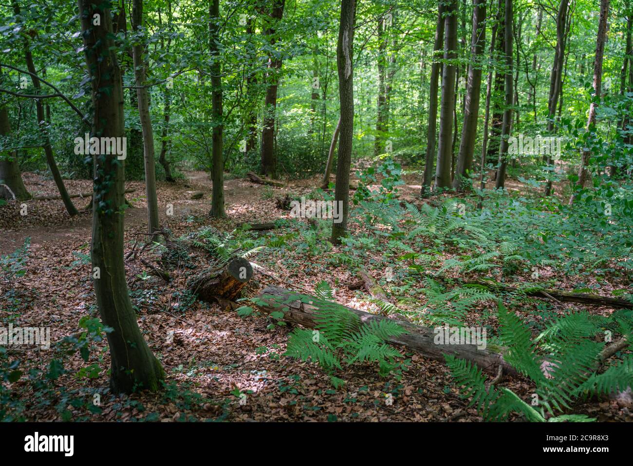 Admirez la descente dans une forêt d'été avec un sol couvert de feuillage et des troncs tombés. Banque D'Images