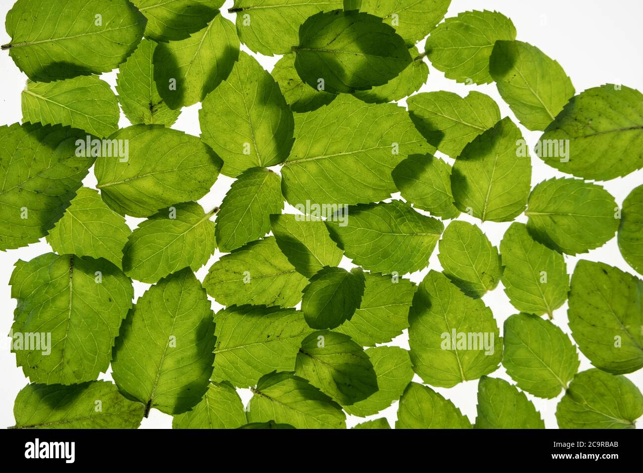 Feuilles de menthe fraîche sur fond blanc. Les feuilles sont transparentes avec des veines. La menthe laisse l'arrière-plan Banque D'Images