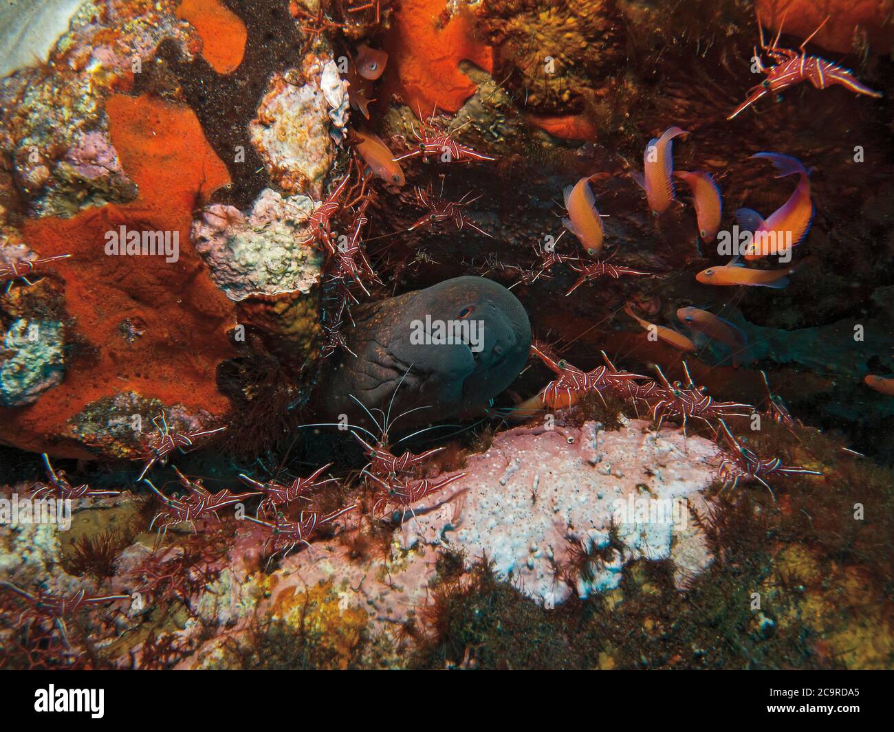 Moray géant, Gymnothorax javanicus, en poste de nettoyage avec Dancing Shrimp, Rhynchocinetes durnbanensis, Tulamben, Bali Banque D'Images