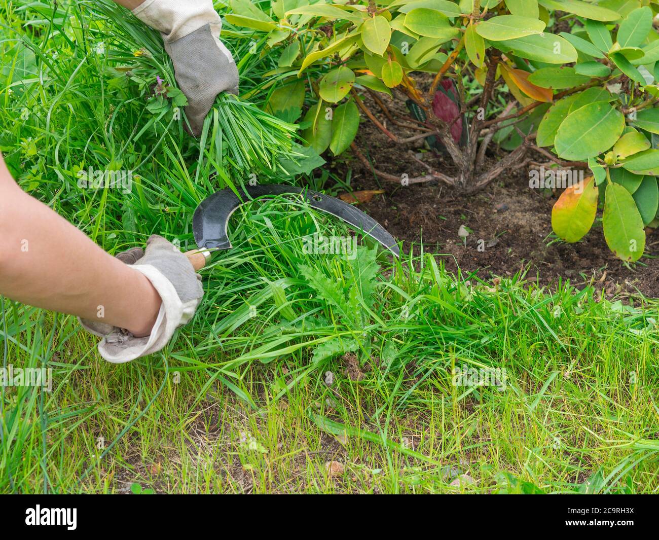 une femme fait travailler le jardinage avec la faucille et l'herbe