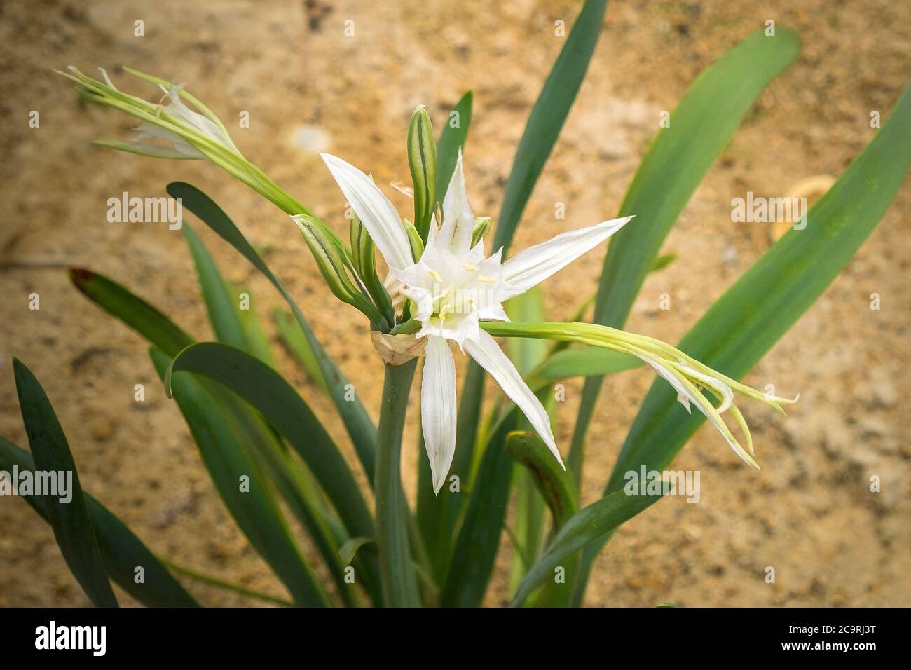 'Pancratium maritimum' sable jonquille sable jonquille. Banque D'Images