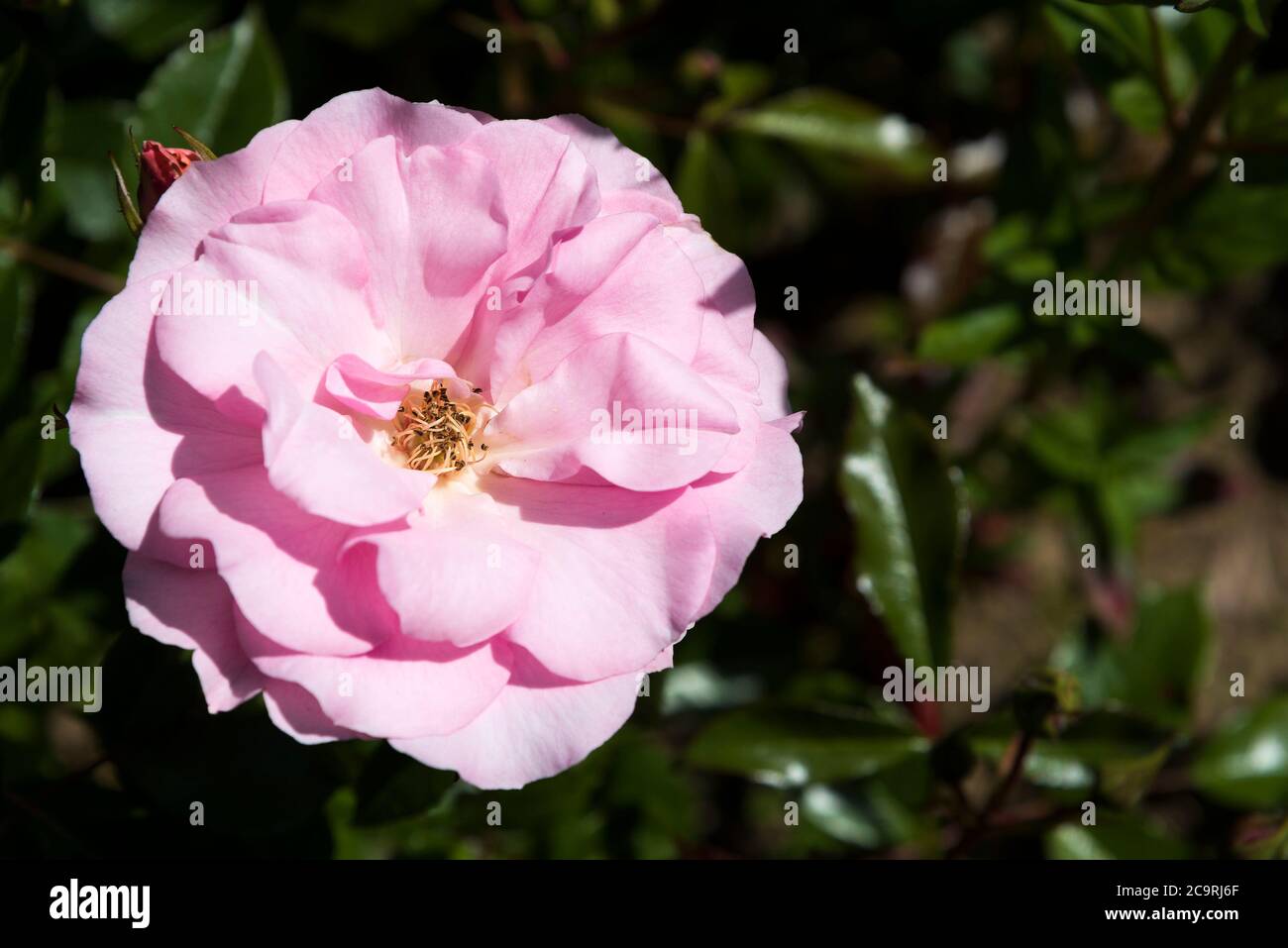 Rose « Happy Retirement » Tantoras. Banque D'Images