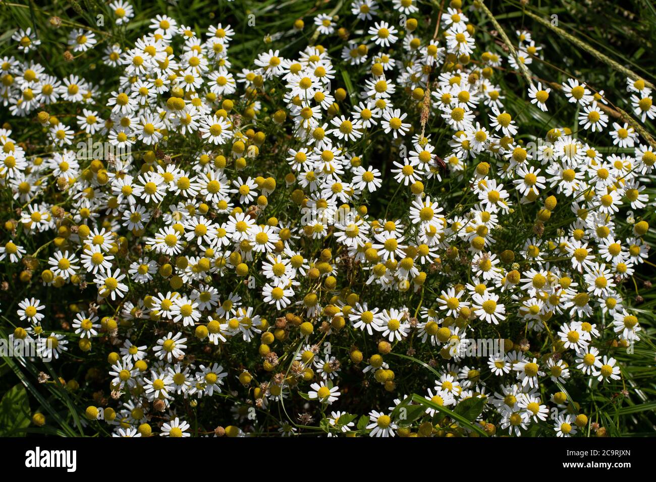 Fleurs de camomille de champ, également appelé Matricaria camomilla ou kamille Banque D'Images