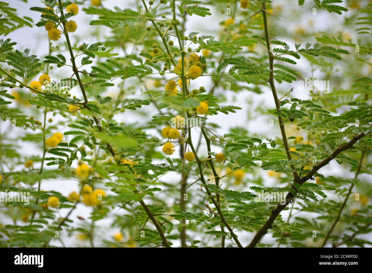 Vachellia nilotica ou gomme de fleurs arabes Banque D'Images