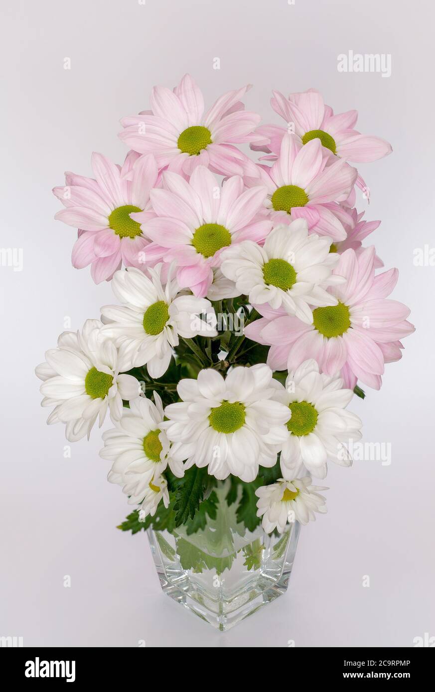 Margaret Jasturn propre Leucanthemum vulgare fleurs blanches et roses photographiées en pleine fleur dans différents coups Banque D'Images