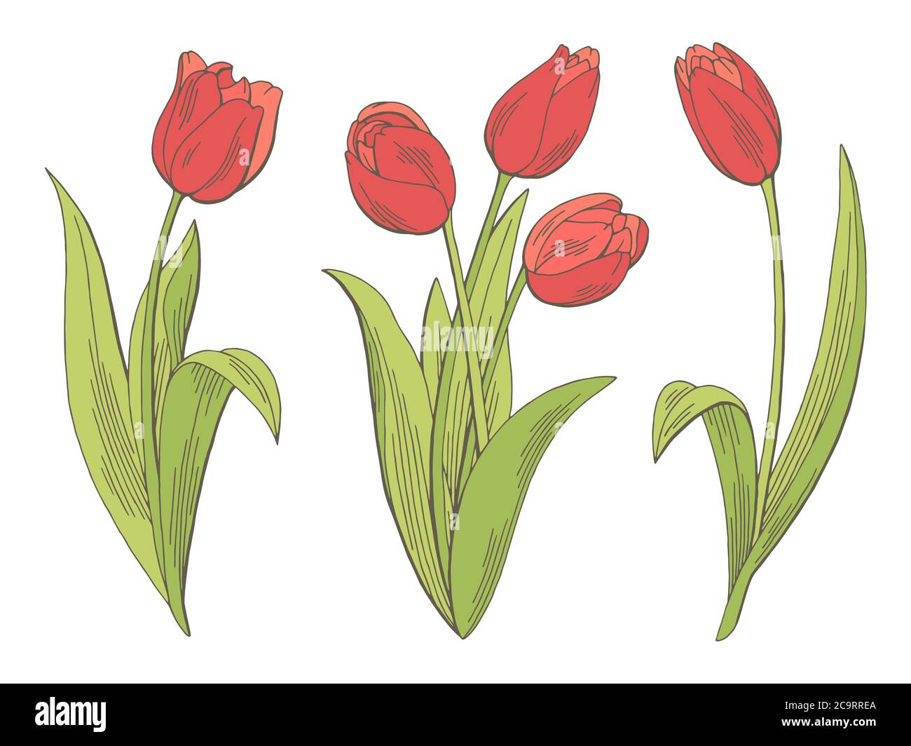 Tulipe fleur graphique couleur isolée esquisse illustration vecteur Illustration de Vecteur