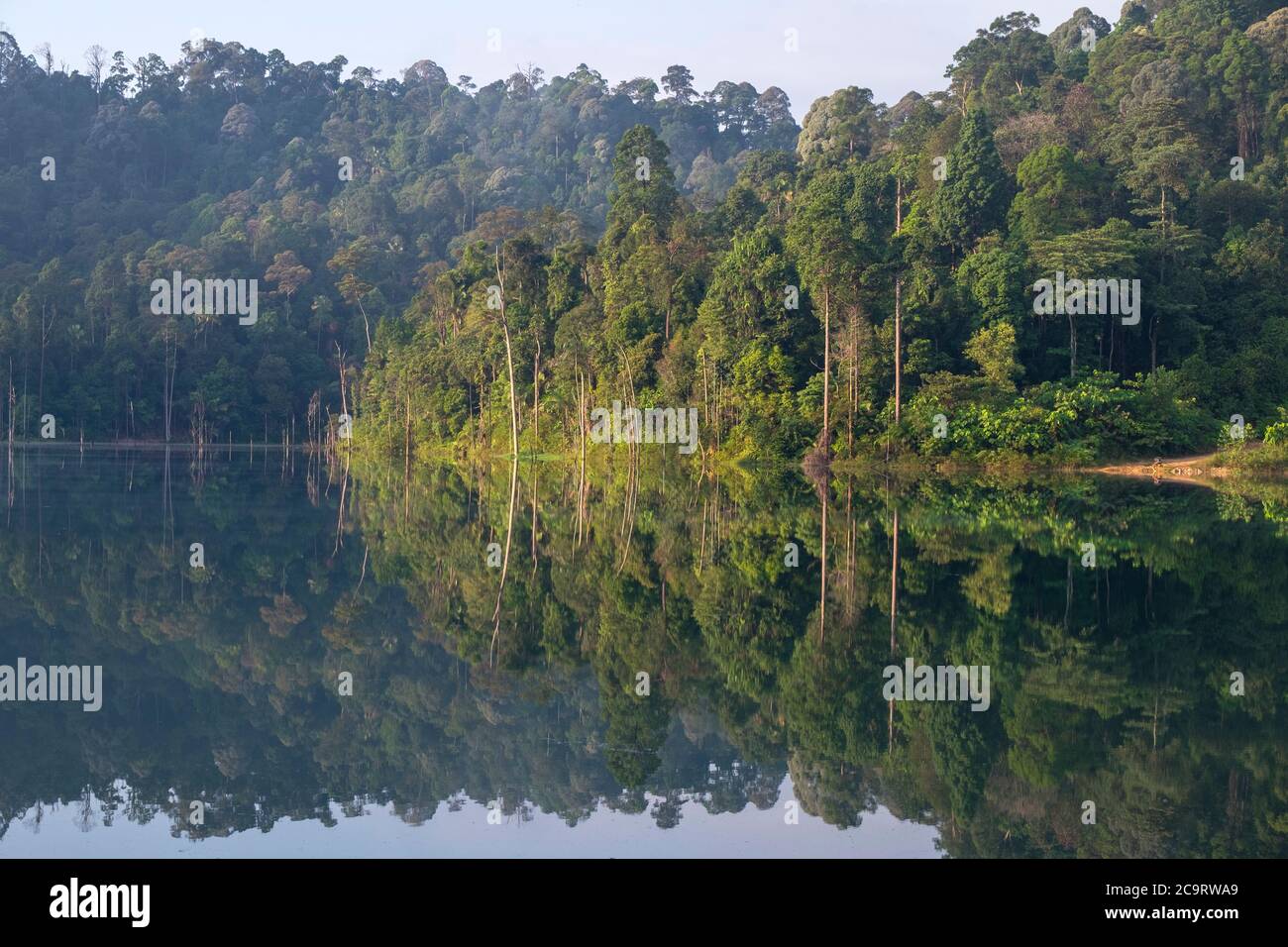 Belle forêt tropicale et reflet sur le lac. Banque D'Images