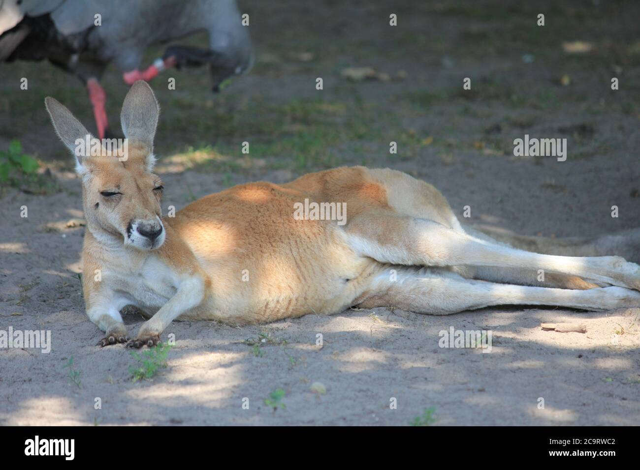 Kangourou rouge au zoo d'Overloon aux pays-Bas Banque D'Images