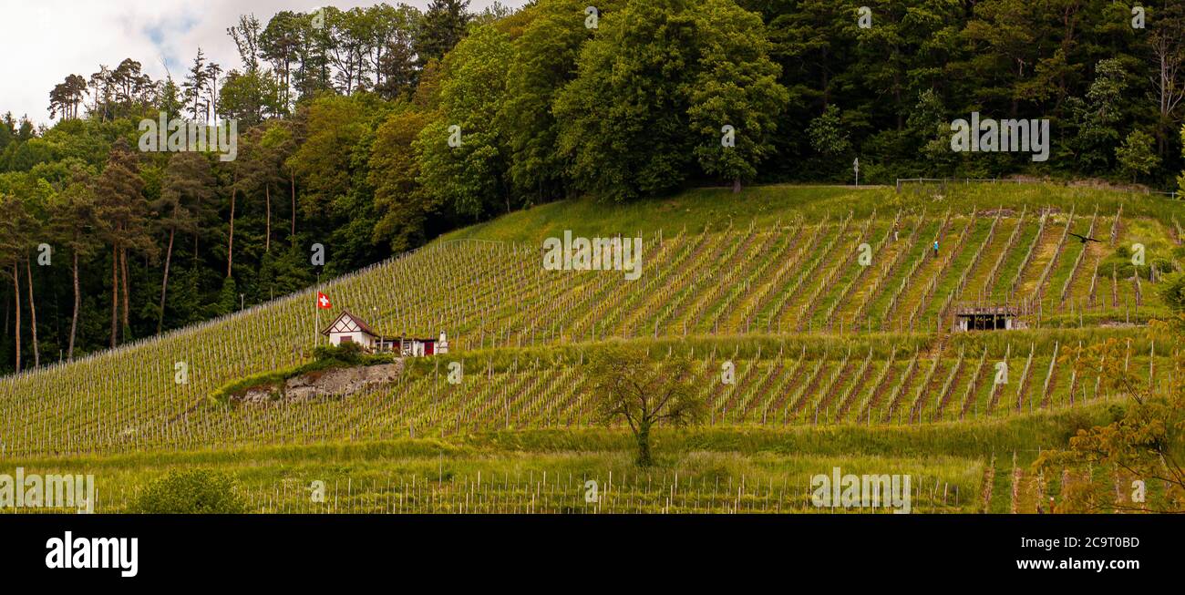 Un vignoble construit sur une pente de colline. Il y a des poteaux blancs où les raisins poussent. Une petite hutte d'époque avec un drapeau suisse est au milieu de la TH Banque D'Images