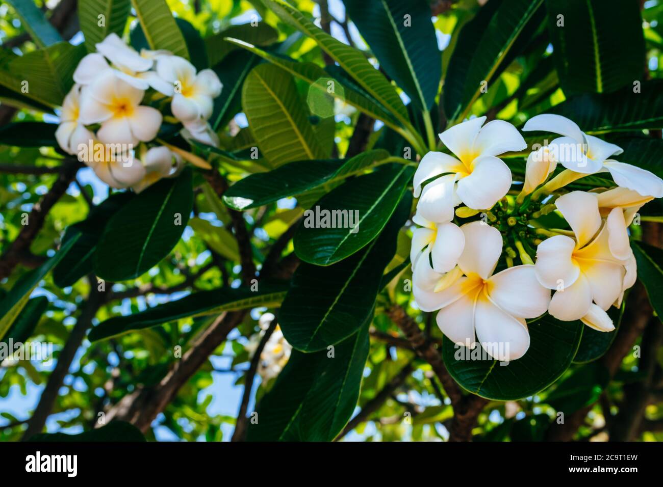 fleur de frangipani tropicale blanche, fleur parfumée pour créer une atmosphère de détente et de plaisir. Photo sur fond naturel avec des feuilles vertes Banque D'Images