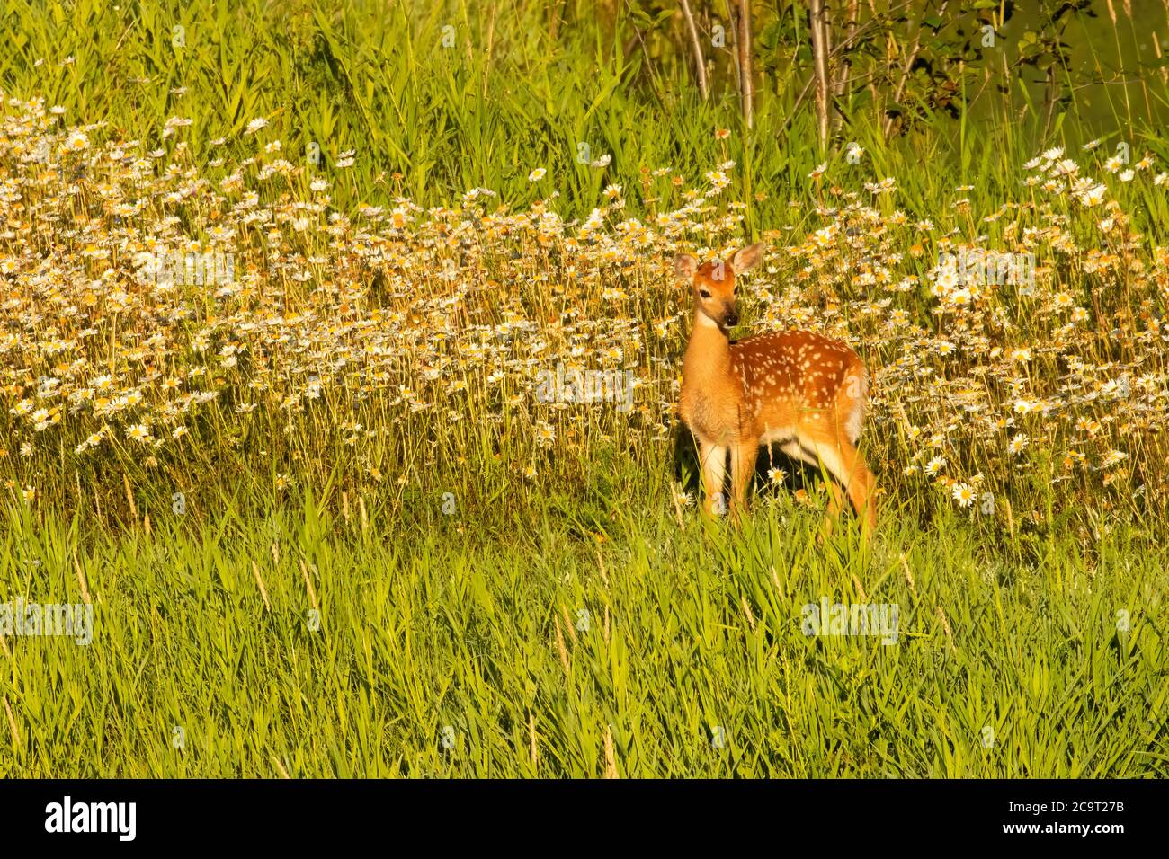 Fawn, réserve naturelle nationale de Kootenai, Idaho Banque D'Images