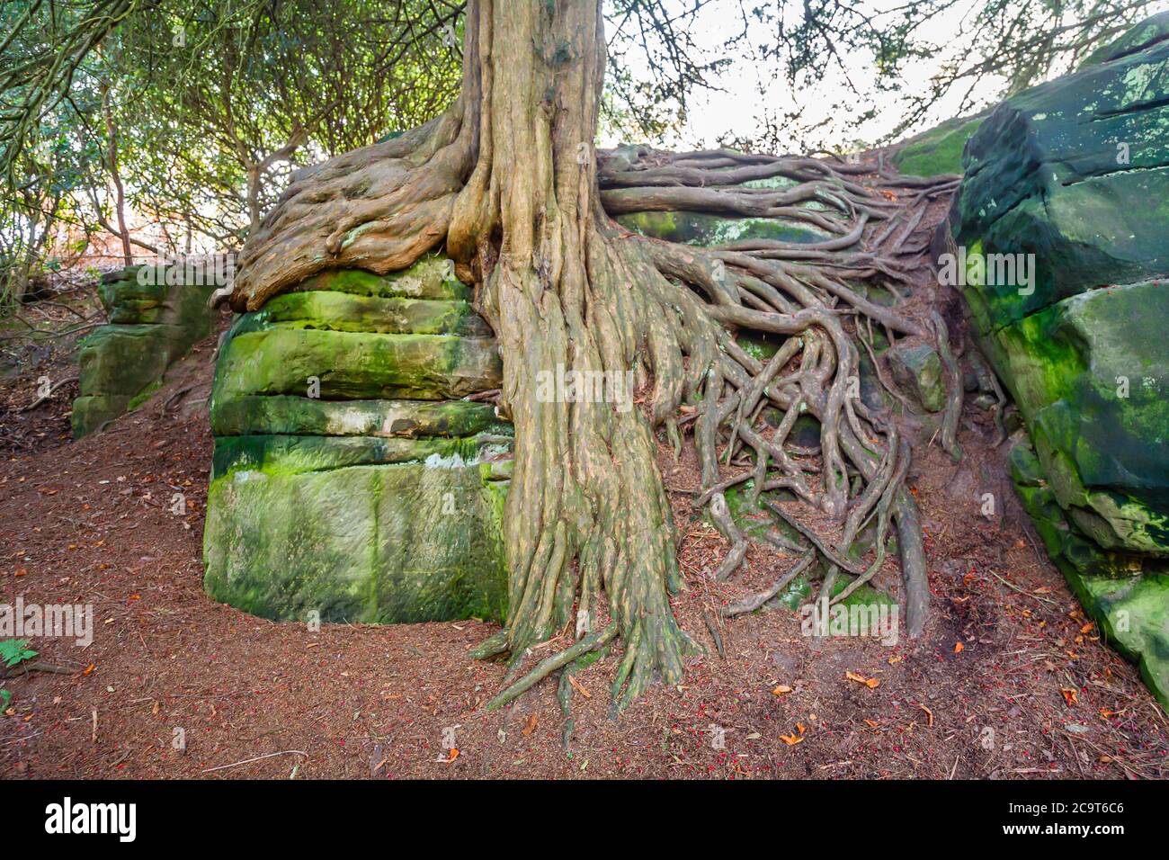 L'ancien if contorté (Taxus baccata) pousse sur des rochers à Wakehurst, des jardins botaniques à West Sussex gérés par les jardins botaniques royaux de Kew Banque D'Images