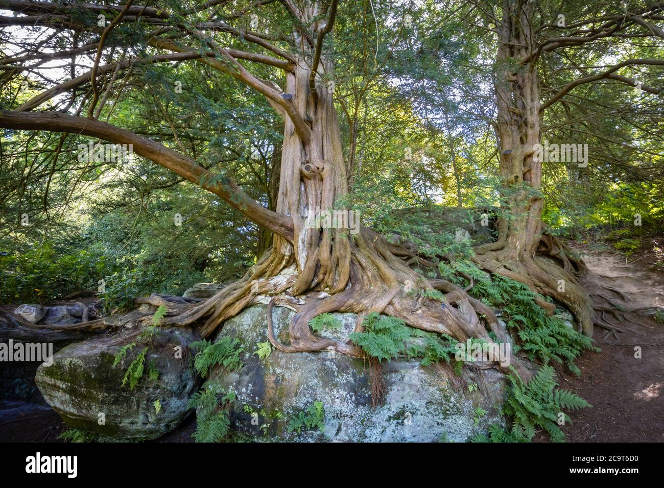 L'ancien if contorté (Taxus baccata) pousse sur des rochers à Wakehurst, des jardins botaniques à West Sussex gérés par les jardins botaniques royaux de Kew Banque D'Images