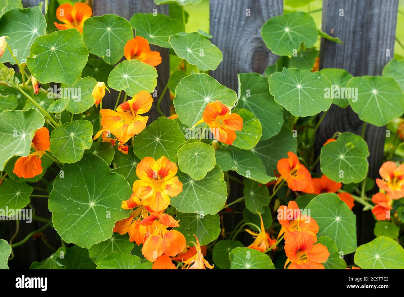 Naturtium dans la gloire par une clôture en cèdre dans un jardin surélevé, Banque D'Images
