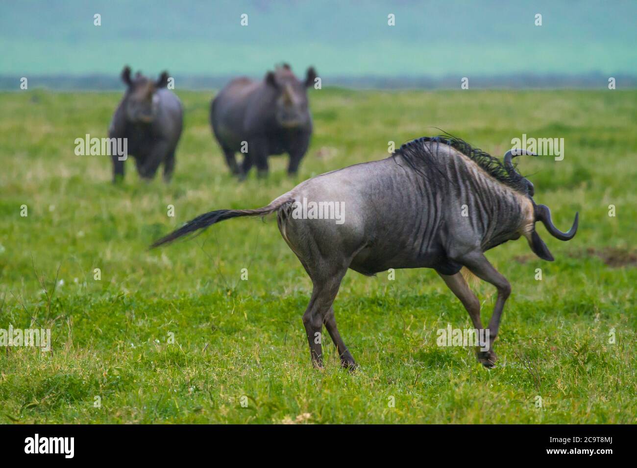 Rhinocéros noir, cratère de Ngorongoro, Tanzanie; espèces en danger critique.Wildebeest étant ludique. Banque D'Images