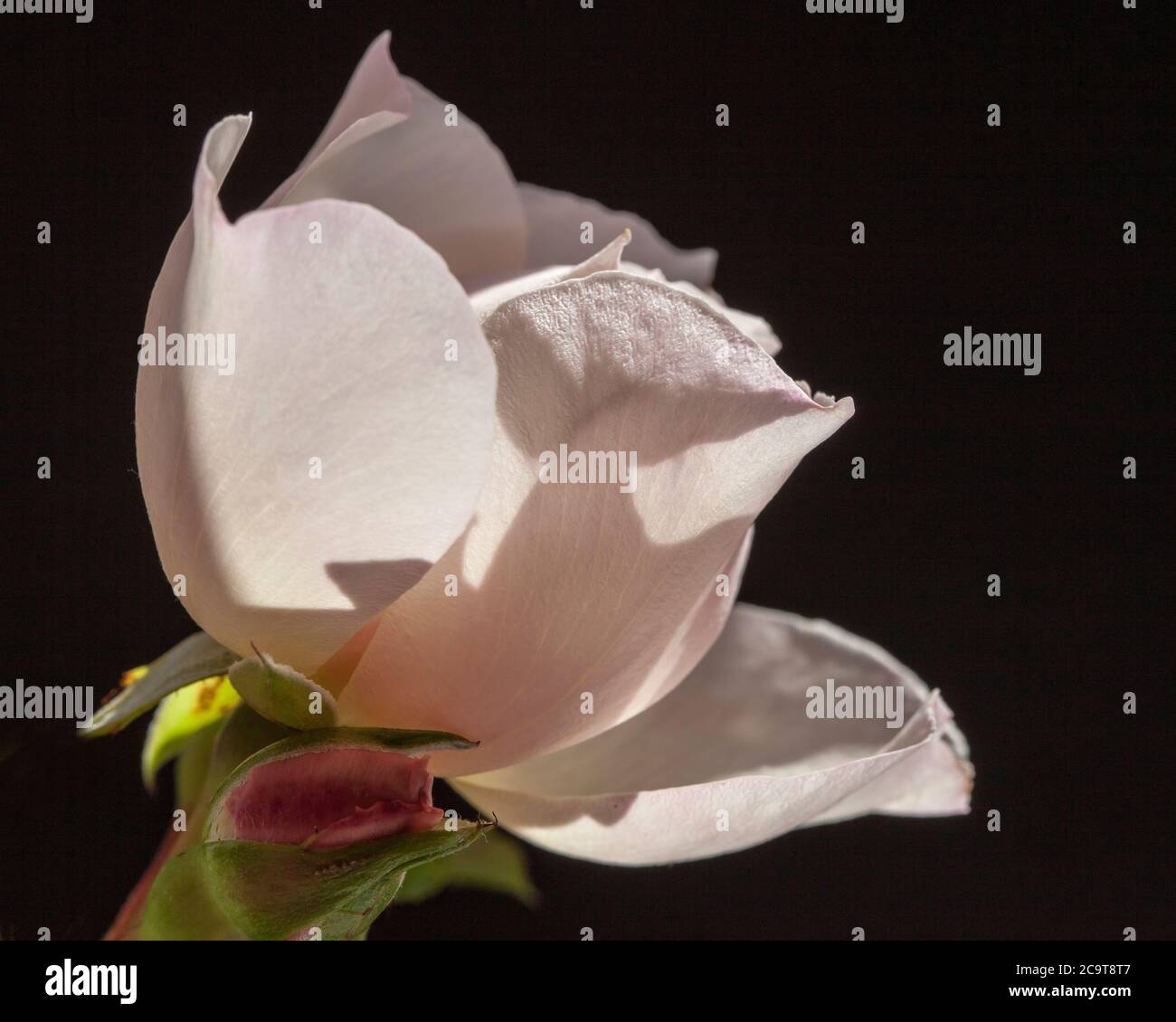 Petite rose rose, « généreux jardinier » Banque D'Images